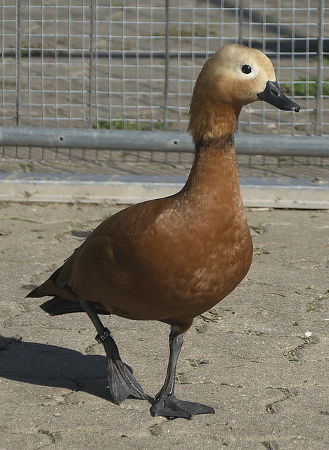 子再次證明