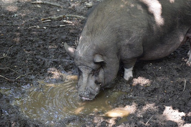 无论来自何 无论来自何