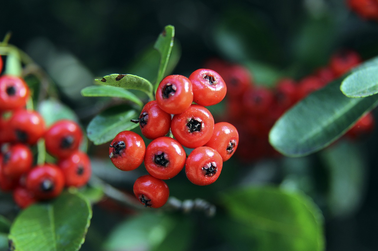 重要竞技舞 重要竞技舞